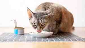 Can Wet Cat Food Cause Diarrhea
