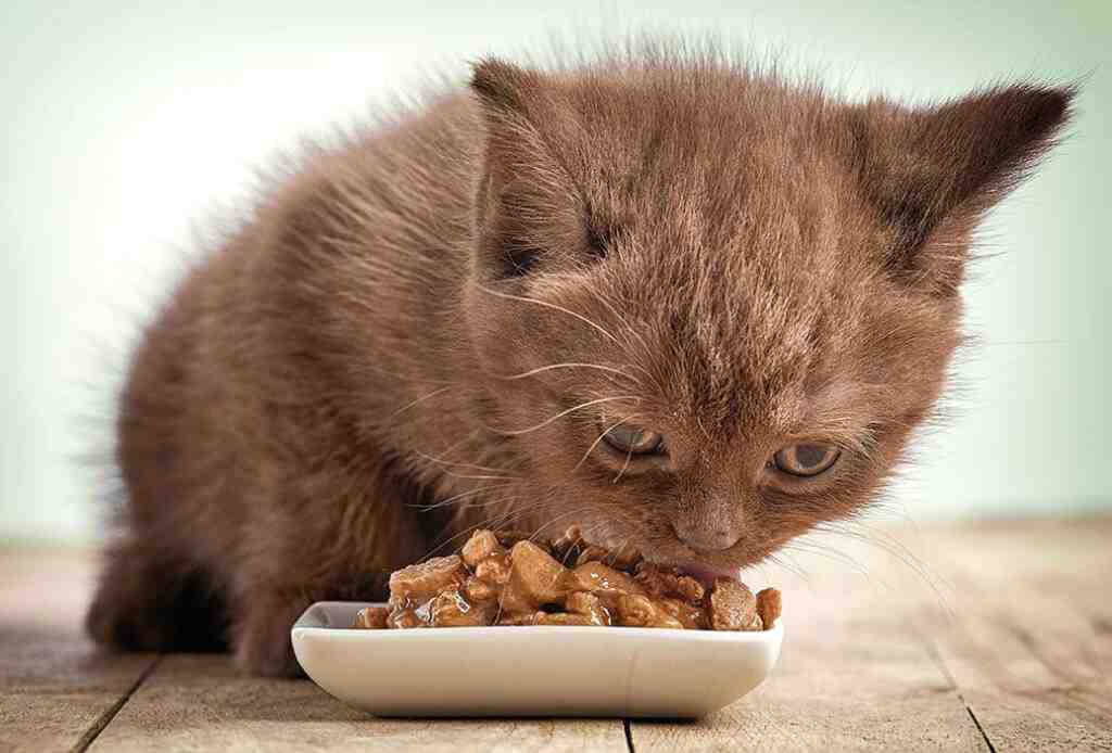 Can Wet Kitten Food Cause Diarrhea
