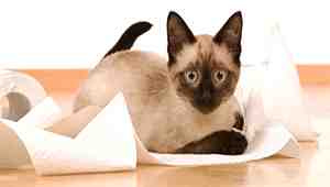 Can Wet Kitten Food Cause Diarrhea