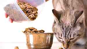 Does Dry Cat Food Cause Urinary Problems