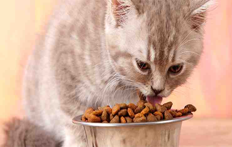 Does Dry Cat Food Cause Urinary Problems