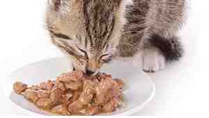 Does Wet Cat Food Go Bad