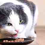 Does Wet Food Cause Diarrhea in Cats