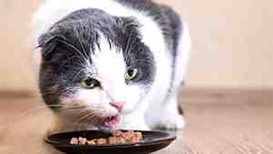 Does Wet Food Cause Diarrhea in Cats