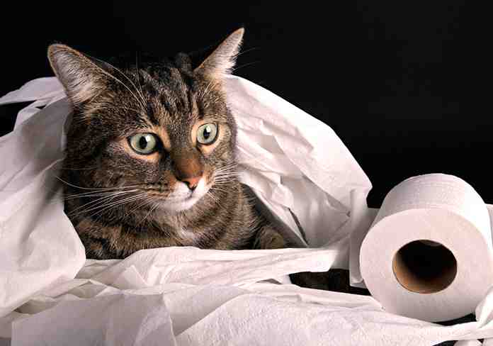 Does Wet Food Cause Diarrhea in Cats