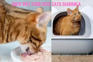 Does Wet Food Give Cats Diarrhea