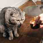 Does Wet Food Hydrate Cats