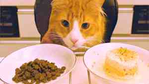 Homemade Cat Food for Urinary Problems