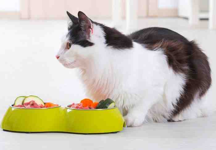 Homemade Cat Food for Urinary Problems