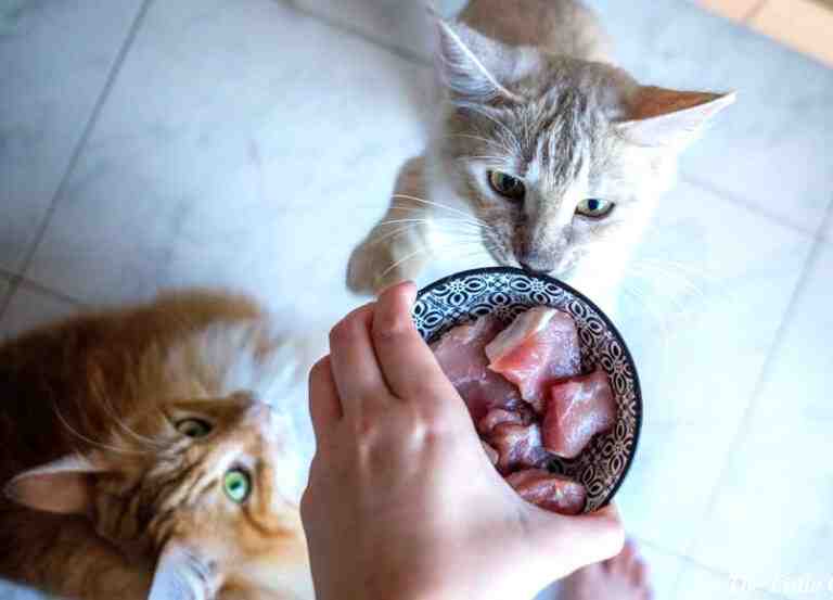 How To Transition Your Cat To Raw Food? Best Ways Perfect Cat Food