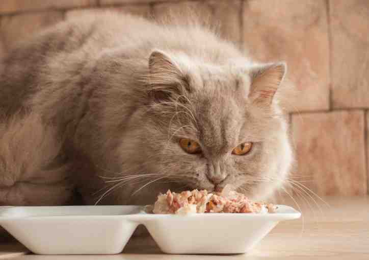 Raw Cat Food Recipe No Grinder
