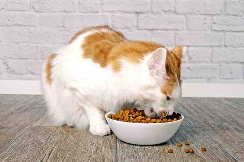 Soft Dry Food for Cats with Bad Teeth