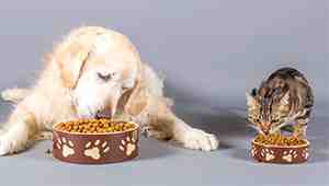 What's The Difference Between Cat Food and Dog Food