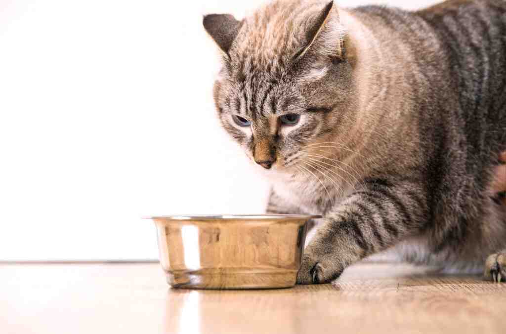 Why Do Cats Try to Cover Their Food