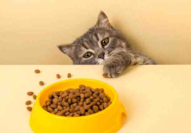 Best Dry Cat Food Small Kibble
