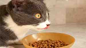 Can dry cat food go Bad in heat