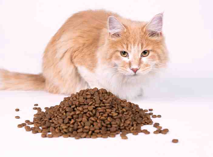 Can dry cat food go Bad in heat