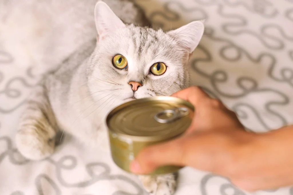 How Long Can Canned Cat Food Sit Out