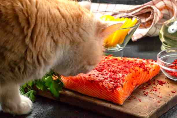 How To Store Raw Cat Food