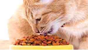 How to get cat to eat dry food