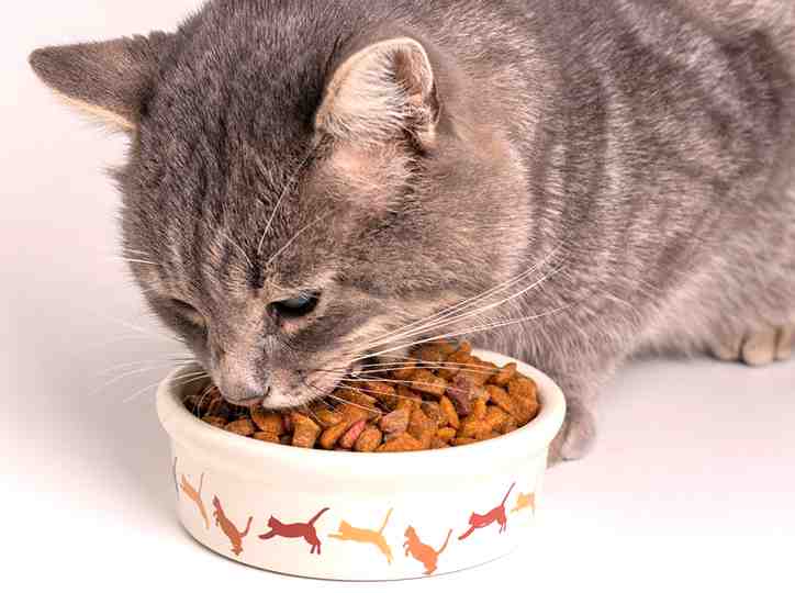 How to get cat to eat dry food