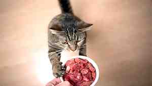 Raw Meat Cat Food Recipe