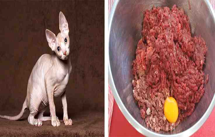 Sphynx Cat Raw Diet Recipe 
