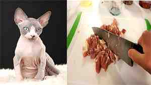 Sphynx Cat Raw Diet Recipe