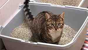 What Ingredient in Cat Food Causes Crystals in Urine