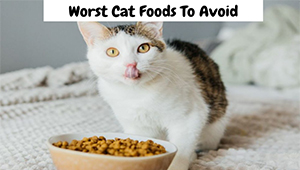 Worst Cat Foods