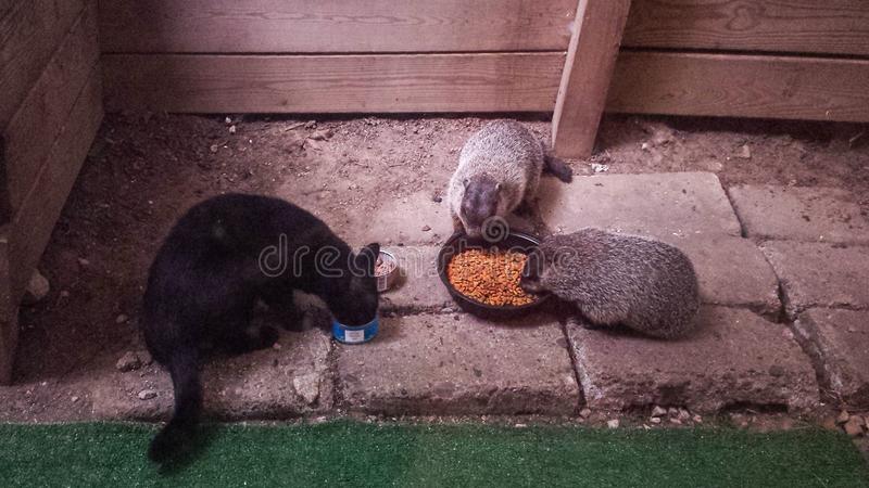 Do Groundhogs Eat Cat Food? Important Considerations - Perfect Cat Food