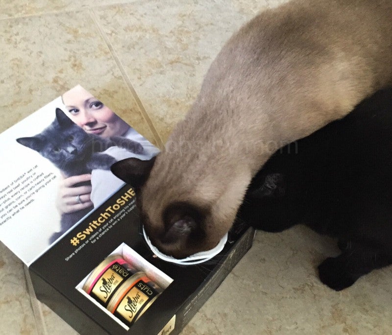 Are Sheba Cat Food Containers Recyclable? Best Answer Perfect Cat Food