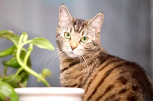 Can Healthy Cats Eat Urinary Food