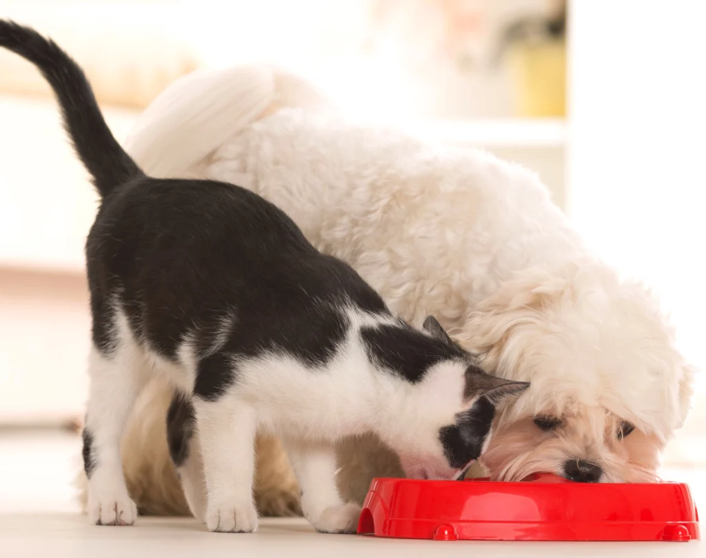 Does Cat Food Hurt Dogs