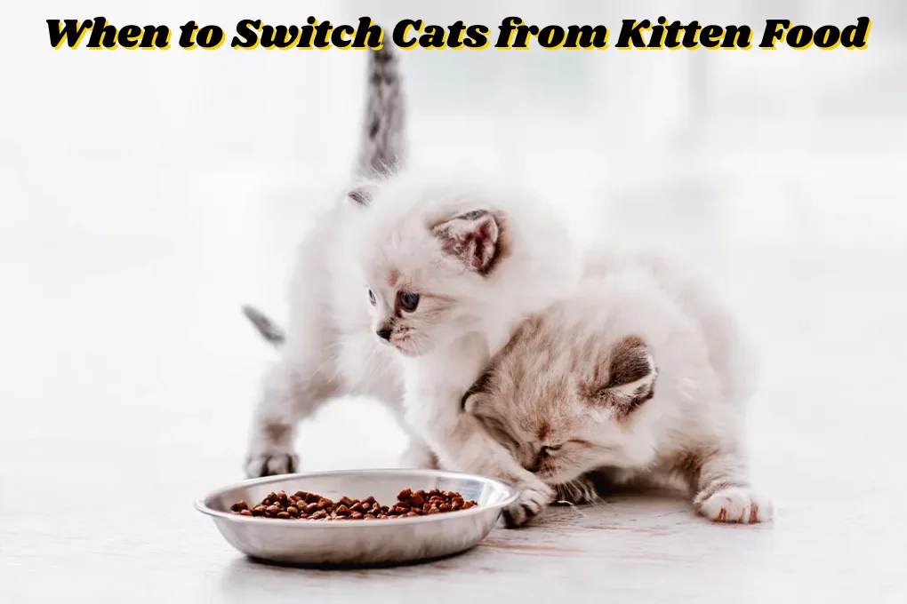 When to Switch Cats from Kitten Food