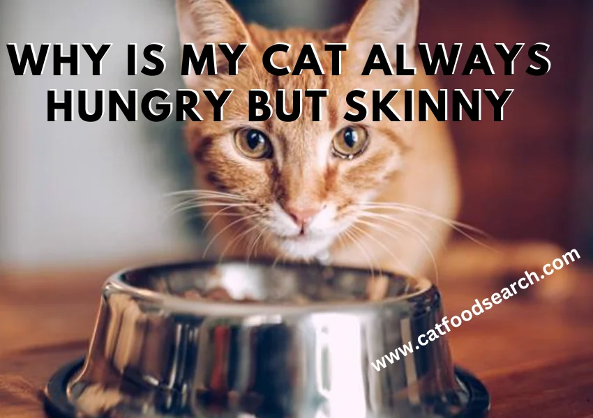 Why Is My Cat Always Hungry But Skinny