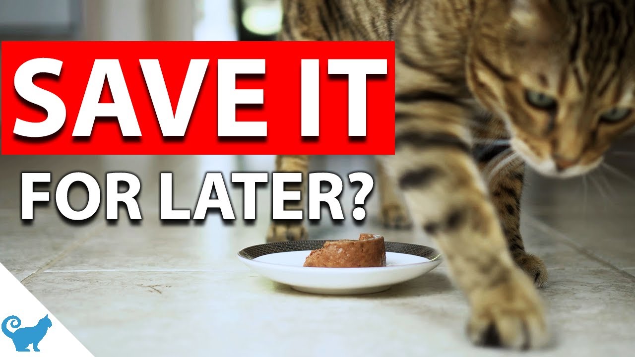 Why Do My Cats Scratch around Their Food? Best Answer Perfect Cat Food