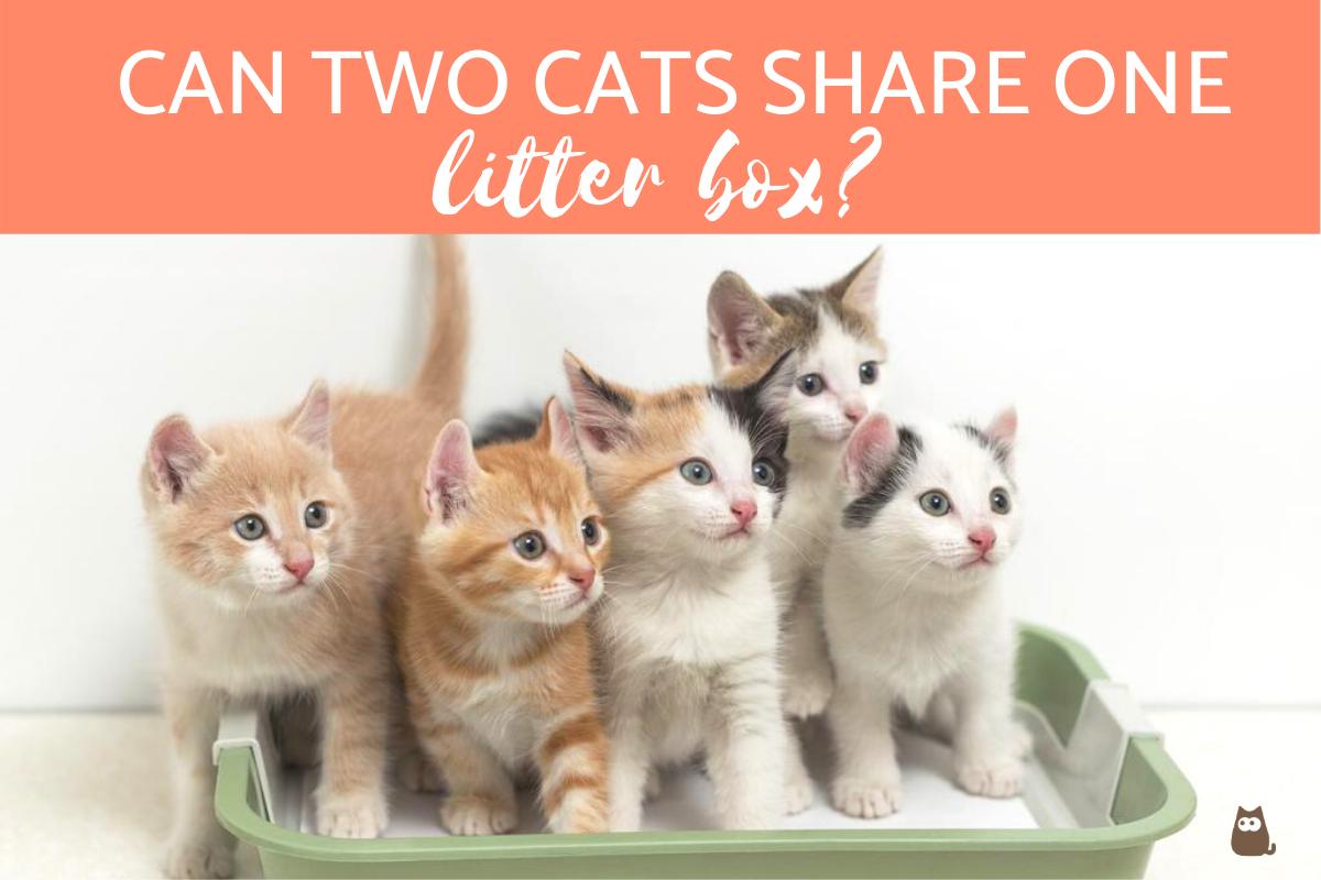 can-2-cats-share-a-litter-box-perfect-cat-food