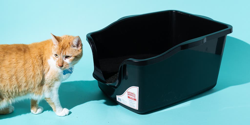 Do Cat Litter Boxes Need Liners? Perfect Cat Food