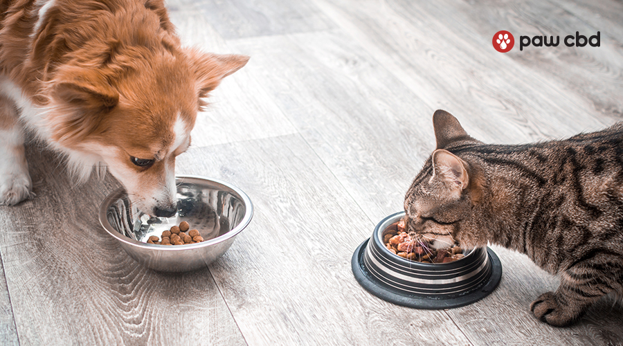 What is the Difference Between Cat Food And Dog Food? Best Analysis