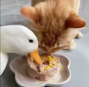 Can Ducklings Eat Cat Food