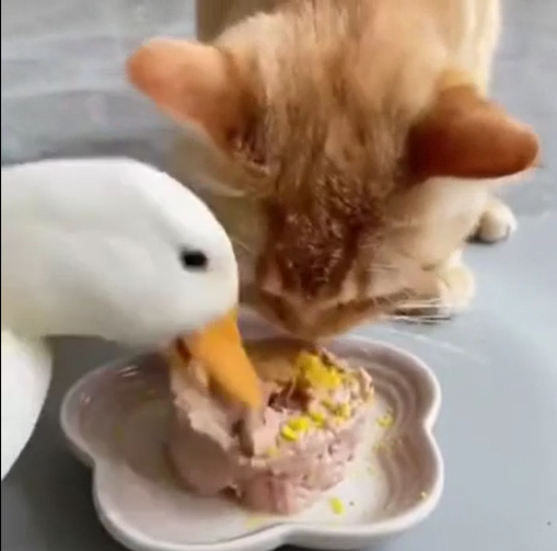 Can Ducklings Eat Cat Food Perfect Cat Food can-ducklings-eat-cat-food-perfect-cat-food
