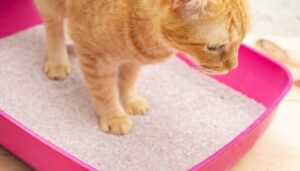 How To Get Rid Of Gnats In Cat Litter? Best 5 Tips