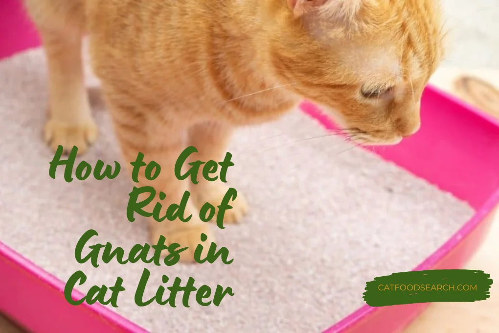 How to Get Rid of Gnats in Cat Litter