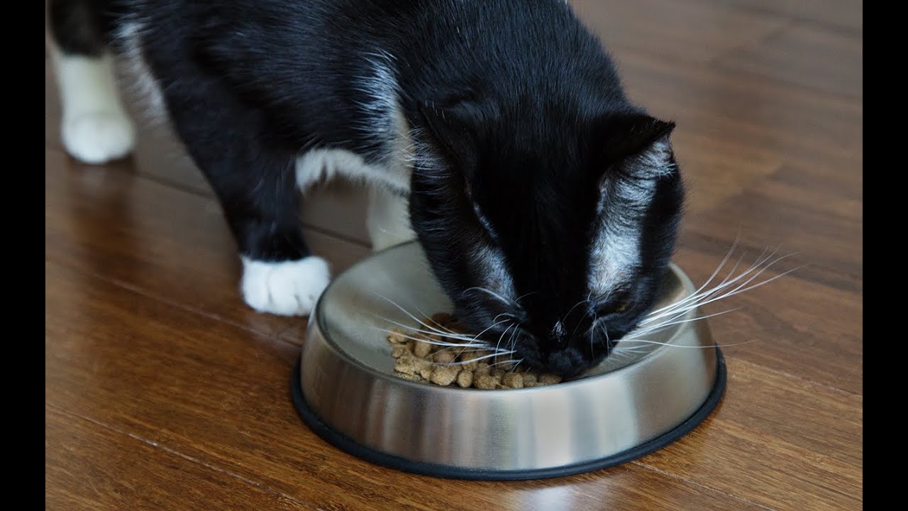 Why Does My Cat Throw His Food on the Floor Best 5 Common Reasons