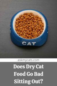Does Dry Cat Food Get Stale