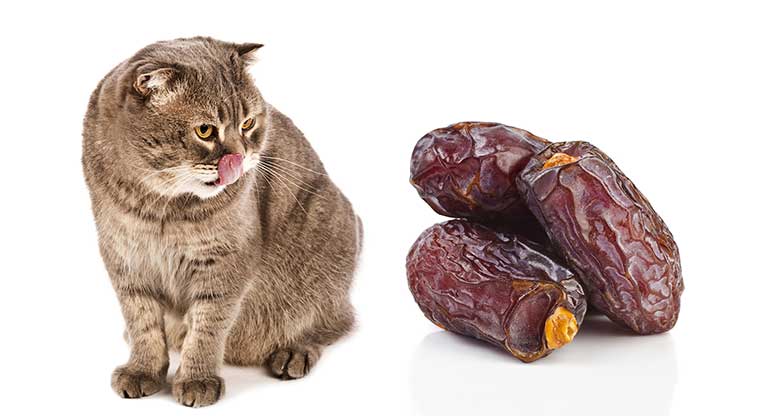 Can Cats Eat Dates