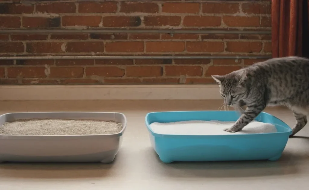 How to Get Cats to Use New Litter Box