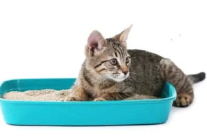 Can Sand Be Used for Cat Litter