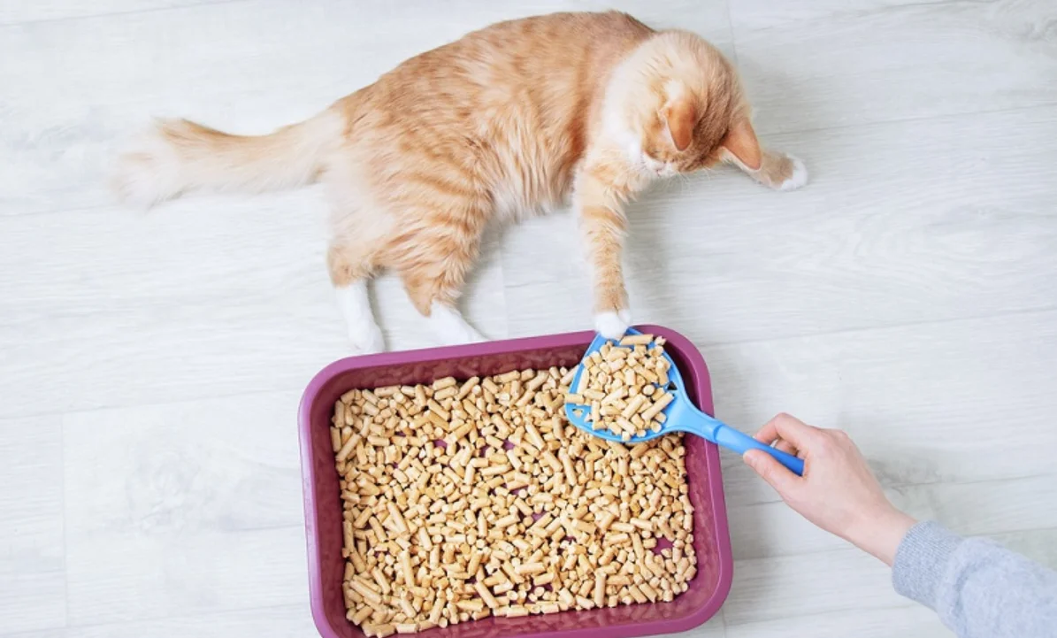 Does Cat Litter Unveiling the Mystery Perfect Cat Food